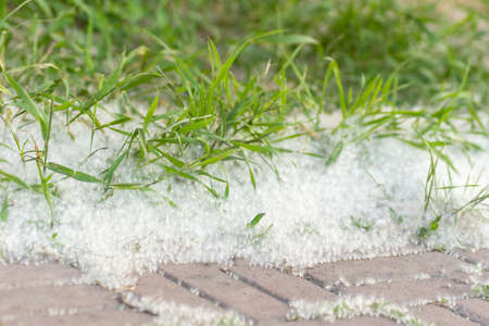 Poplar fluff on the road. Grass in poplar fluff, close-up. Fluffy fluff seeds. Reproduction of...