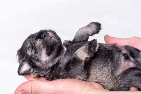 A small blind newborn puppy sleeps on a hand on a white background. Caring for pets. National Puppy Dayの写真素材