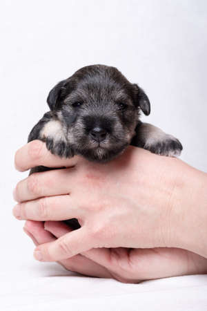 A small newborn puppy on the owners hand. Portrait of a little blind miniature schnauzer puppy on a white backgroundの写真素材