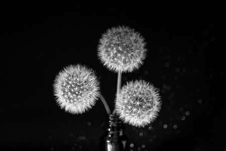 Three white fluffy round dandelions on a black star background in a vase, close-up. Round head of summer plants with umbrella-shaped seeds. The concept of freedom, dreams of the future, tranquilityの写真素材