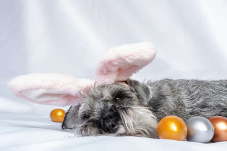 Miniature Schnauzer puppy in pink rabbit ears lying on a white blanket next to colorful Easter eggs....