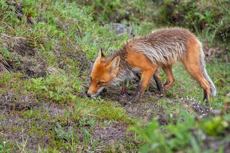 Hungry red fox walking on the grass with white flowers in search of food. The fox is hunting. Wild...