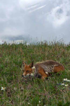 Hungry red fox walking on the grass with white flowers in search of food. The fox is hunting. Wild...