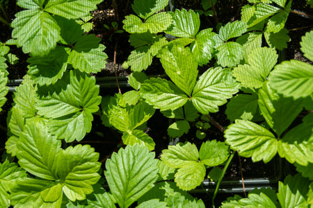 Green strawberry leaves in pots for transplanting into garden soil. Strawberry seedling in black plastic pot. Texture of green foliage.の写真素材