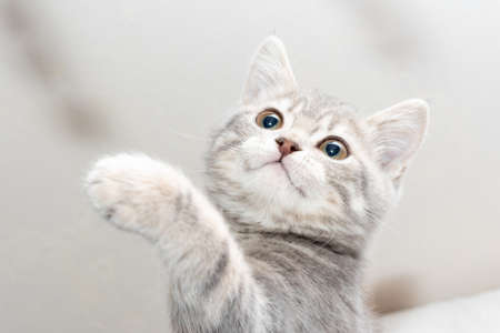 A small striped playful gray kitten raised its paw up, looking to the side with curiosity, close-up. Little cute kitten wants to play. pet care conceptの写真素材
