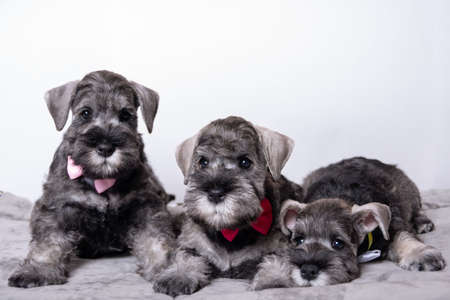 Three small black bearded schnauzer puppies lying next to each other on the bed and looking at you. Family of puppies lying together. Puppies with bow tiesの写真素材