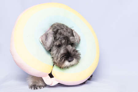 Miniature schnauzer in a rainbow travel pillow on a light background, copy space. The dog is...