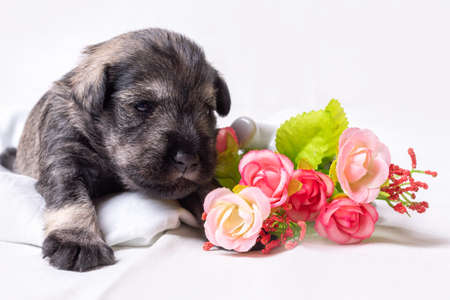A small newborn bearded miniature schnauzer puppy lies on a bed among red rose flowers. Love for pets. Favorite pets. animal care.の写真素材