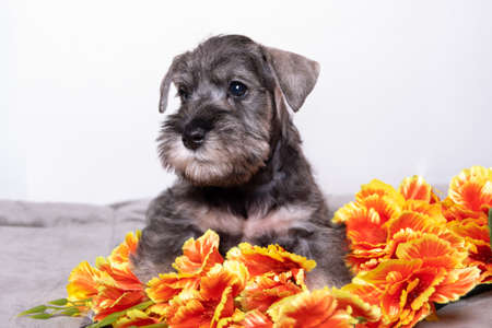 A small bearded miniature schnauzer puppy lying among orange flowers and looking at you. Pet care.の写真素材