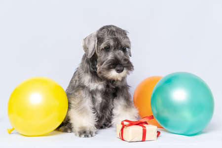 Miniature schnauzer sitting next to a gift box and colorful balloons on a white background, copy space. Dog birthday. Holiday concept. Bearded miniature schnauzer puppy.の写真素材