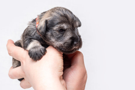 A newborn blind miniature Schnauzer puppy sleeps in the arms of its owner. The puppy is being examined by a veterinarian. Taking care of a petの写真素材