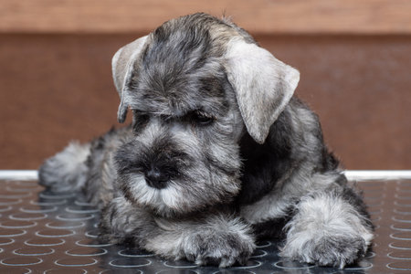 A small bearded miniature schnauzer puppy lying on a grooming table. Grooming puppies. Pet care.の写真素材