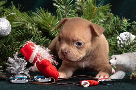 Little cute American Bully puppy next to a Christmas tree decorated with toys, snowflakes, skates and angels. Christmas and New Year for pets. Holiday for pets. Waiting for a miracleの写真素材