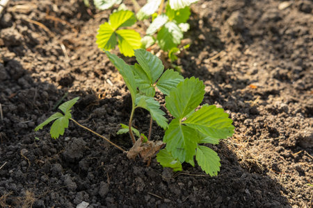 Planting young seedlings of berry plants in the soil in spring. Green sprout growing in the morning light. ecology concept. The seeds are germinating on good quality soils in natureの写真素材