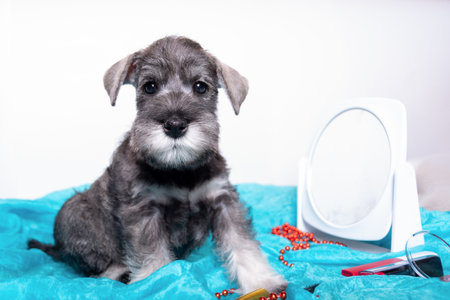 A gray Schnauzer puppy looking in the mirror next to beads, lipstick, accessories. Humor pets. Puppy girl makeup at the mirror.の写真素材