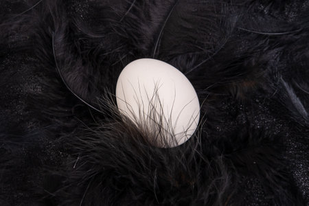 Abstract trendy background of fluffy black feathers with a white egg. White egg in a black soft and...