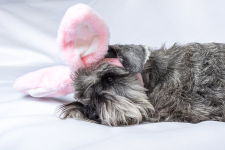 A miniature Schnauzer puppy in pink rabbit ears sleeping on a white bed sheet. A holiday for pets. Easter Egg Hunter.の写真素材