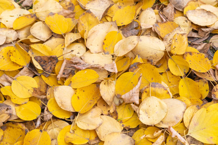 Bright yellow autumn birch leaves on the ground. Autumn natural background of dry leaves. Dry yellow...