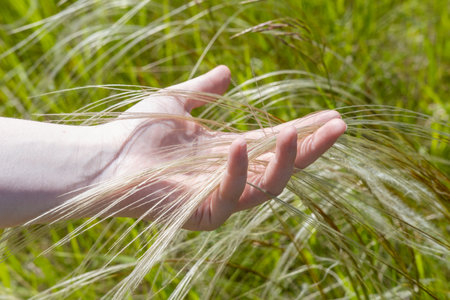 Hand touch grass. Close up of hands harvesting grass in the meadow, showing the concept of rural life, wellness, springtimeの写真素材