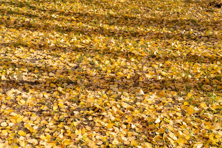 Bright yellow autumn leaves and shadows from trees on the lawn. Autumn natural background of dry...