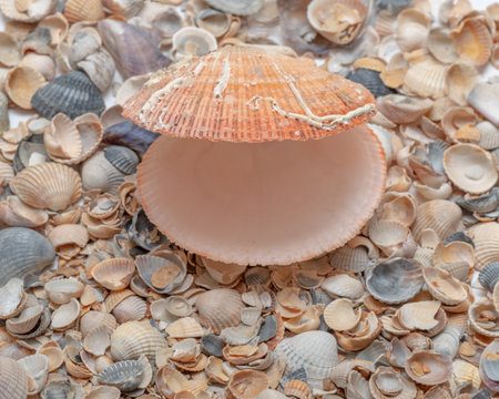 Seashells background, lots of amazing seashells and a pink empty scallop shell. Cockleshell beach...