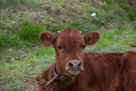 A brown little calf lying on the grass. Yellow labels of the owner in the ears of the cow. A calf tied by a rope. Cattle grazing. Cattle breedingの写真素材
