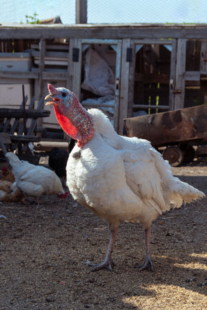 A white turkey bird in the backyard of farm. A beautiful important bird is turkey. Turkey farming. Natural healthy poultry meat for cooking festive dishes for Thanksgiving, Christmas and New Year.の写真素材