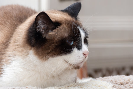 A close-up of a portrait of a multicolored, well-fed elderly lazy cat, with blue eyes on a gray fabric couch. Fluffy tricolor noble perfect catの写真素材