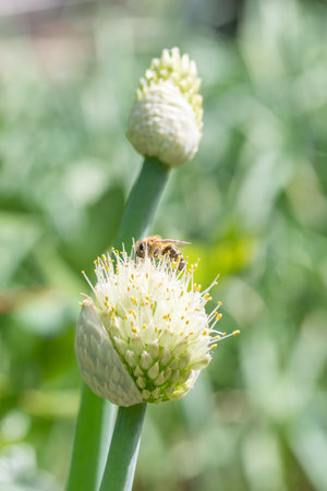 Flying honey bumblebee collecting bee pollen from onion flower. Bee collecting honey. Shaggy bee...