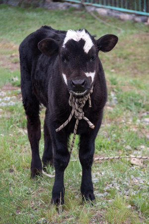 A young bull or cow, black with white spots, tied with a rope to a stick, looks at us. Livestock farm.の写真素材