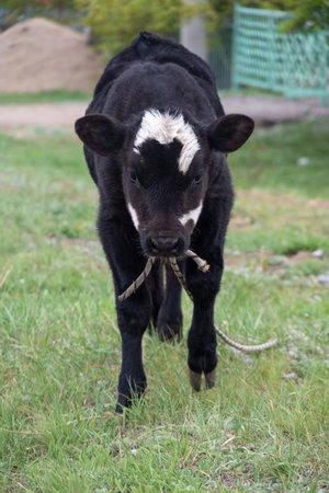 A young bull or cow, black with white spots, tied with a rope to a stick, looks at us. Livestock farm. The bull wants to gore.の写真素材