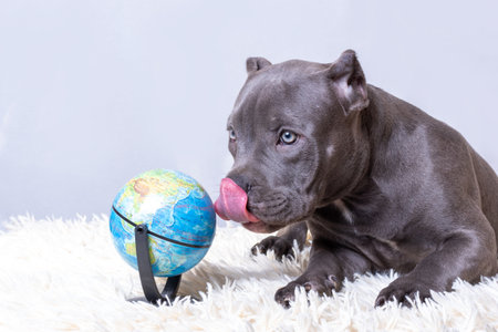 A small black curious puppy licks a globe. The puppy wants to go on a trip. The concept of traveling with petsの写真素材