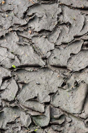 The texture of natural dried mud. Dried mud with plants and fallen leaves. A cracked, dried-up...