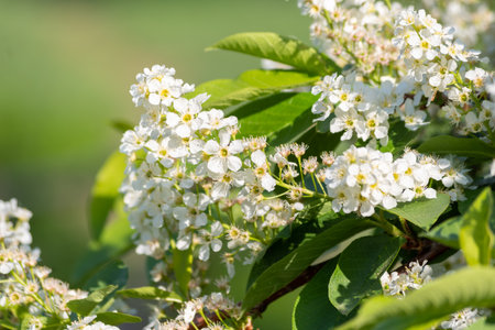Beautiful white cherry blossoms and green leaves, close-up. Natural spring natural background.の写真素材
