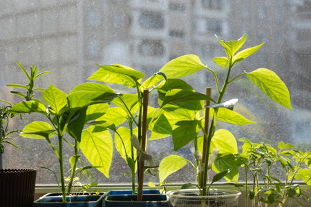 Young pepper plants grown from seeds, growing in a container on the windowsill. Growing grass at home from seeds for transplanting into the ground. Spring gardening work.の写真素材