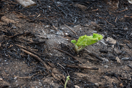 A green sprout emerges from charred soil and ash-covered ground, symbolizing renewal, resilience, and nature's recovery after destructionの写真素材
