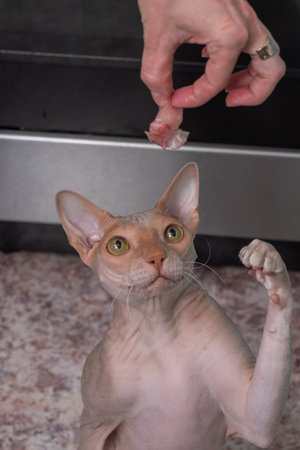 Hairless cat reaching for treat from hand, realistic style, on indoor background, concept of pet...
