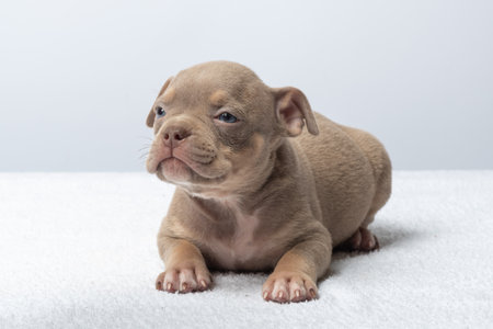 Cute brown puppy resting calmly on white soft blanket indoors studio shot. Small brown puppy with light eyes lying on white blanket, minimal background, concept of innocence and calmness.の写真素材