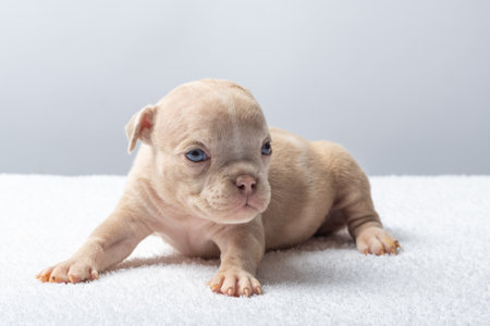 Cute newborn puppy sitting on a soft surface against a plain light background. Tiny beige puppy with blue eyes sitting on white towel. Concept of innocence and new beginnings. taking care of pets.の写真素材