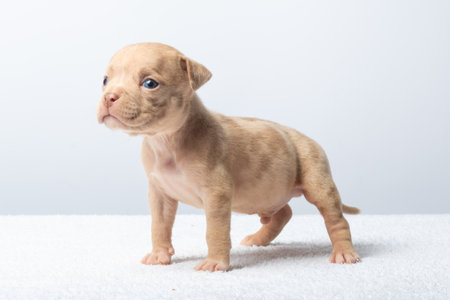 brown puppy walking on white surface with soft gray background. Small brown puppy walking on soft white surface. Concept of innocence and growth. taking care of pets.の写真素材