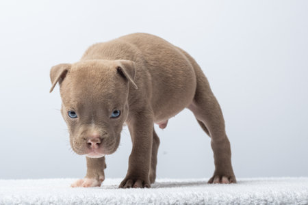 Cute brown puppy walking forward on soft surface against white background. taking care of pets, sad and upset puppy. Sad Adorable brown puppy on a soft clean white background.の写真素材