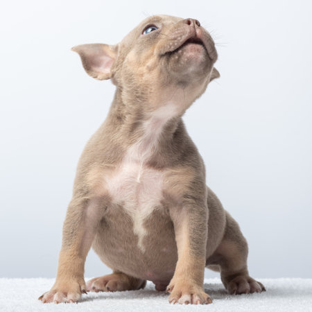 Cute brown puppy sitting and looking up on white background, front view close-up. Adorable brown puppy sitting and gazing upward. Concept of innocence, curiosity, and pets, taking care of pets.の写真素材