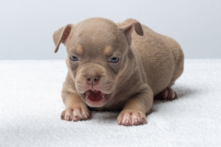 Cute brown puppy on white soft blanket indoors studio shot. Small brown puppy with light eyes lying on white blanket, minimal background, concept of innocence and calmness.の写真素材