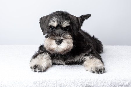Cute black Schnauzer puppy with white markings lying on soft towel, natural photo style, bright background, concept of pets and relaxation.の写真素材