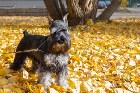 Schnauzer dog with leash standing on yellow autumn leaves in park, natural light, outdoor pet photography concept, seasonal atmosphere. Shared accommodation with pets. Walking dogs in the park.の写真素材