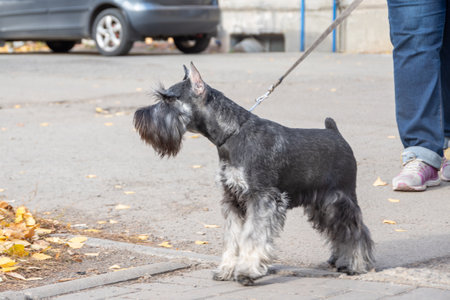 Woman walking a schnauzer dog on leash through autumn park path, wearing casual clothes, showcasing pet care and outdoor activity. Shared accommodation with pets. The dog is a member of the family.の写真素材