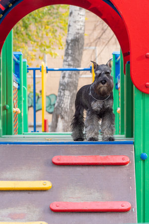 Schnauzer dog standing confidently on a multicolored playground ramp, natural daylight, outdoor urban pet lifestyle concept. Shared accommodation with pets. The dog is a member of the family.の写真素材