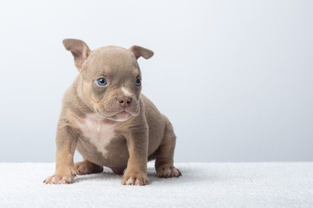 Adorable brown puppy sitting on soft white surface against light background. Cute brown puppy with blue eyes sitting on white towel.の写真素材