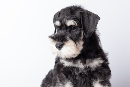 A sad, lonely Schnauzer puppy is without an owner. Cute black and white schnauzer puppy sitting calmly, realistic photo style, on plain light background, concept of pet love.の写真素材