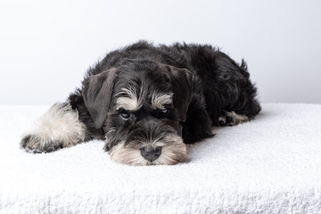 A sad, lonely Schnauzer puppy. Cute black Schnauzer puppy with white markings lying on soft towel, natural photo style, bright background, concept of pets and relaxation.の写真素材